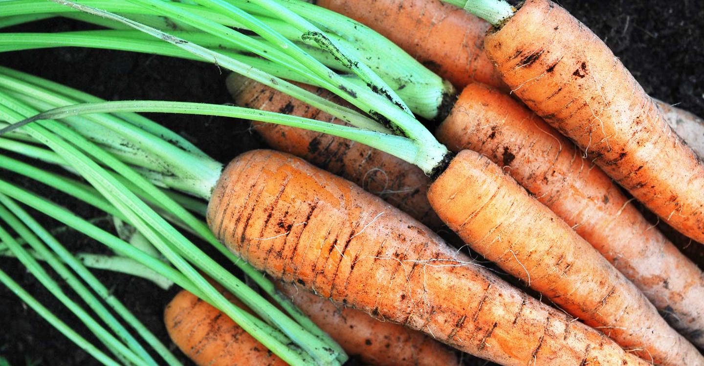 Vegetables in the daily menu